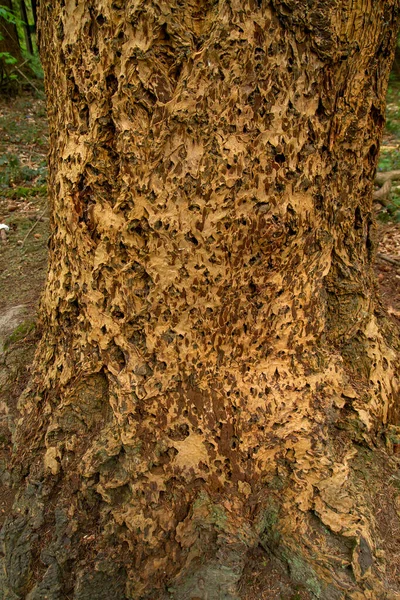 Гигантская Текстура Коры Секвойадендрона Sequoiadendron Giganteum — стоковое фото