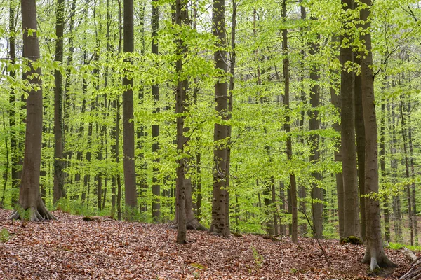Faia Europeia Fagus Sylvatica Verde Floresta Primavera — Fotografia de Stock