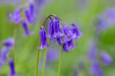 Bluebell (Hyacinthoides 'un senaryosuz hali) İlkbahar ormanlarında açan mavi, yaban çiçekleri 