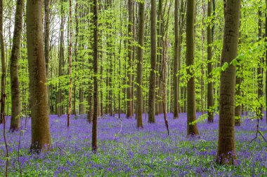 Çiçek açan çan çiçekleri olan bahar ormanı (Hyacinthoides non scropta olmayan) Mavi mor çiçek halısı