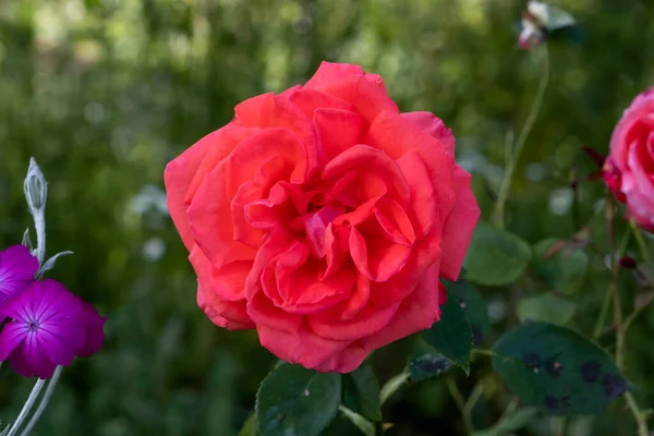 Rosa Provins Rosa Gallica Fiore — Foto Stock