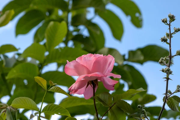 Rosa Gallica Fiore Rosa Fioritura — Foto Stock
