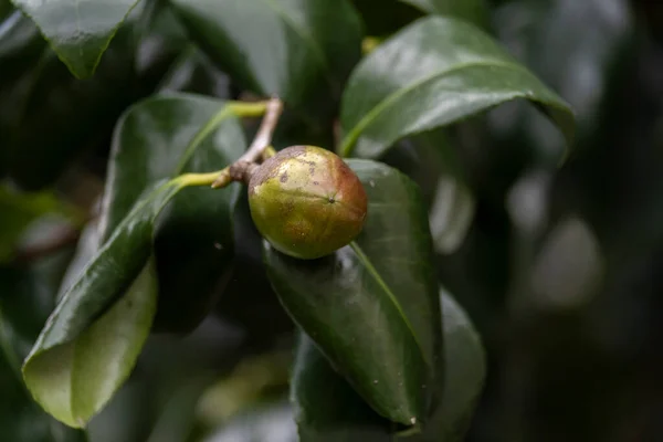 Camélia Japonaise Camelia Japonica Fruit Gros Plan — Photo