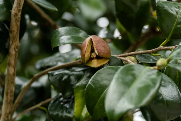 Camélia Japonaise Camelia Japonica Fruit Gros Plan — Photo