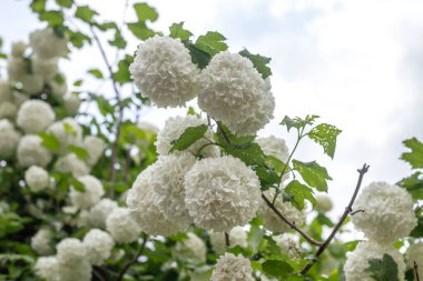 Guelder gül kartopu ağacı (Viburnum opulus) beyaz çiçekler