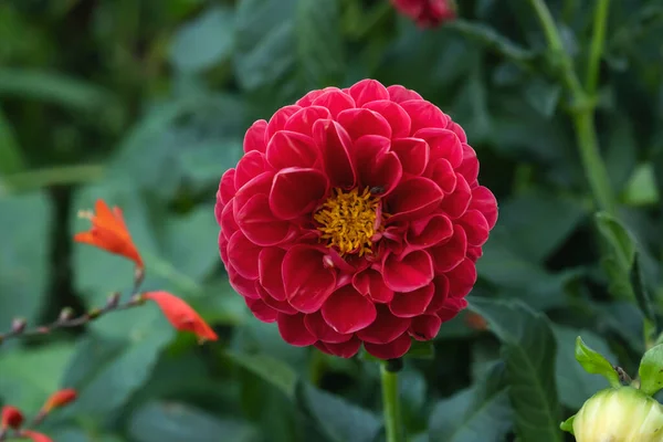 Dalia Ogrodowa Dahlia Pinnata Czerwony Kwiat — Zdjęcie stockowe