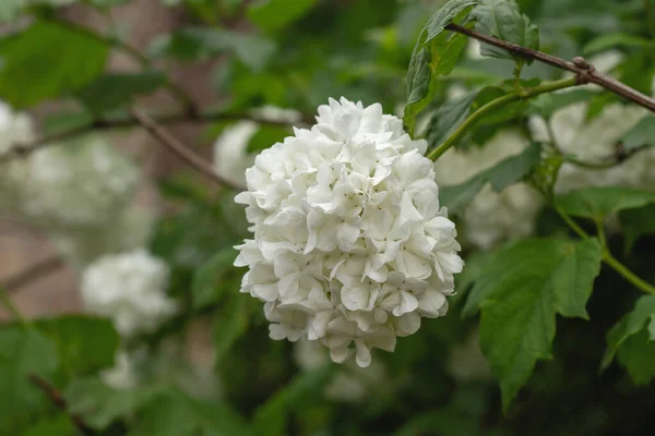Guelder Růže Sněhová Koule Strom Viburnum Opulus Bílé Květy — Stock fotografie