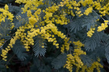 Acacia deal bata silver wattle sarı çiçekler açıyor