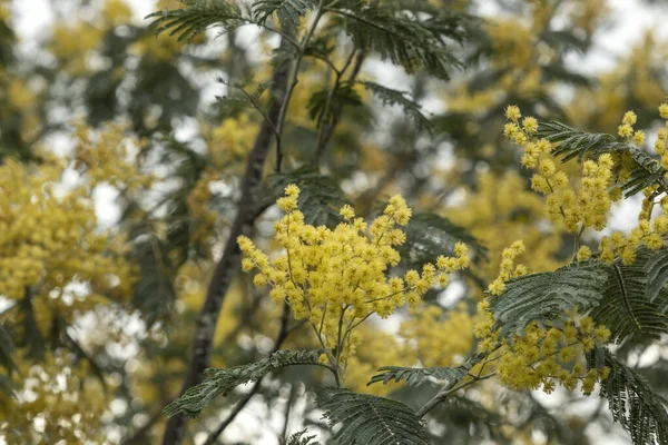 Acacia Dealbata Agneau Argenté Fleurs Jaunes Fleurs — Photo