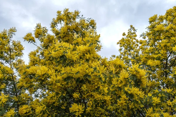 Acacia Dealbata Silver Wattle Yellow Flowers Blooming — Stock Photo, Image
