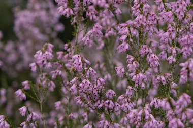 İspanyol fundalığı (Erica australis) pembe çiçekler