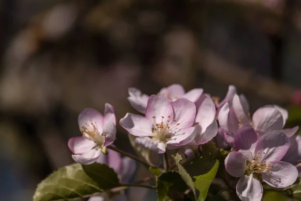 Apple Tree Malus Domestica Springtime Blossoms — Stock Photo, Image