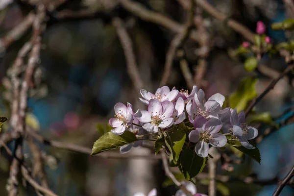 Pohon Apel Malus Domestica Mekar Musim Semi — Stok Foto