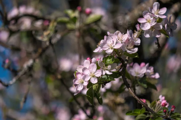 Apple Tree Malus Domestica Springtime Blossoms — Stock Photo, Image
