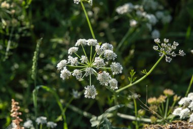 Hemlock water-dropwort (Oenanthe crocata) poisonous plant white blooming flowers clipart