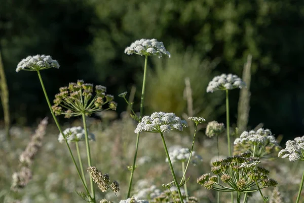 Canapa Dropwort Oenanthe Crocata Pianta Velenosa Fiori Bianchi Fiore — Foto Stock