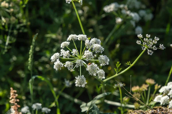 Болиголов Водно Капельный Oenanthe Crocata Ядовитая Растение Белые Цветущие Цветы — стоковое фото