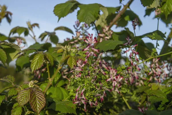 Jordrök Fumaria Officinalis Rosa Blommor — Stockfoto