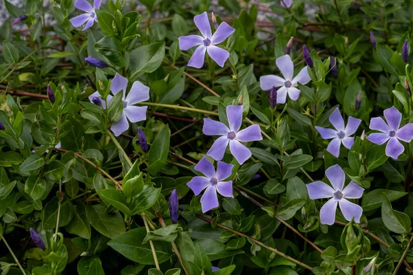 Lesser Periwinkle Vinca Minor Violet Flowers — Stock Photo, Image