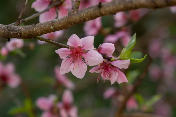 Détail Des Fleurs Roses Pêcher Prunus Persica Fleurs — Photo