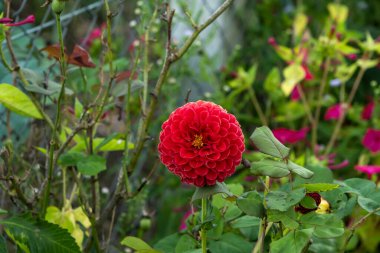 Bahçe çiçekleri (Dahlia pinnata) kırmızı çiçek