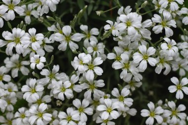 Cerastium tomentosum (yazın kar) toprak örtüsü beyaz çiçekler 