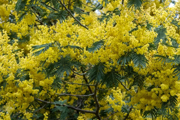 Acacia Dealbata Agneau Argenté Fleurs Jaunes Fleurs — Photo