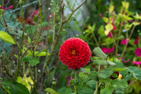 Jardin Dahlia Dahlia Pinnata Fleur Rouge — Photo