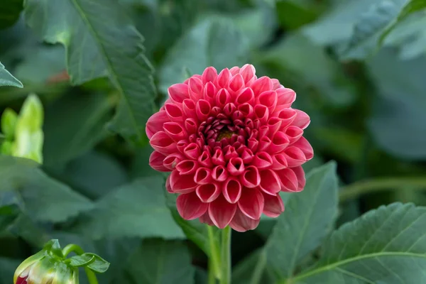 Dalia Ogrodowa Dahlia Pinnata Różowy Kwiat — Zdjęcie stockowe