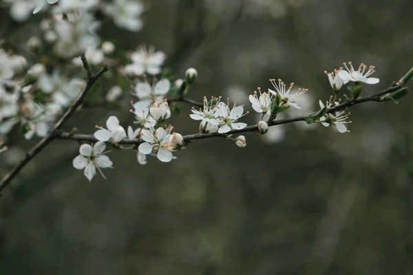 春に白花を咲かせます — ストック写真