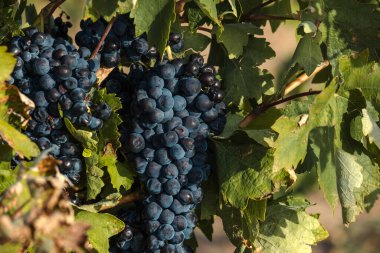 Vitis vinifera şarap yapma üzüm bağı hasat mevsiminde olgunlaşmış koyu mavi meyveli üzümler