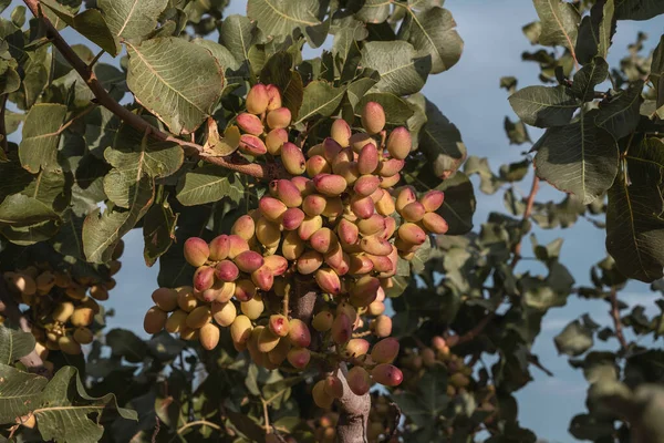 Αράπικα Φιστίκια Pistacia Vera Ώριμα Καρύδια Τσαμπί Κοντά Επιλεκτική Εστίαση — Φωτογραφία Αρχείου