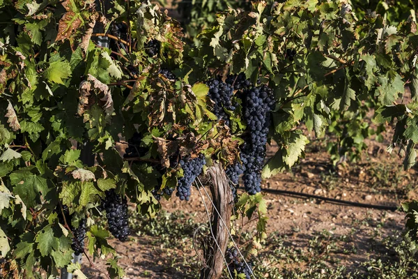 Vitis Vinifera Weinberg Weinreben Mit Reifen Dunkelblauen Früchten Der Erntezeit — Stockfoto