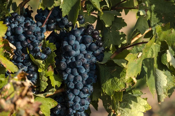 Vitis Vinifera Weinberg Weinreben Mit Reifen Dunkelblauen Früchten Der Erntezeit — Stockfoto