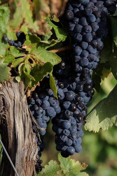 Vitis Vinifera Vinha Vinha Vinha Uvas Frutos Azuis Escuros Maduros — Fotografia de Stock