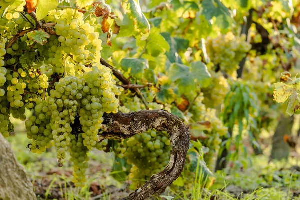 Vitis Vinifera Weinrebe Reife Grüne Früchte — Stockfoto