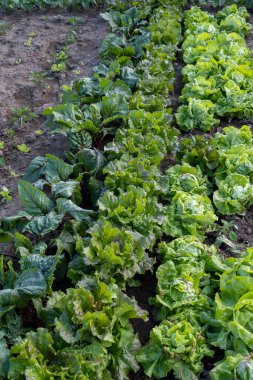 Lactuca sativa var. Çıtır çıtır, yeşil kelebek kafalı, sebzeler mutfak bahçesinde yetişiyor.