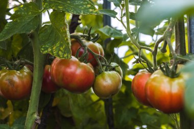 Mutfak bahçesinde yetişen olgun kırmızı domatesler.