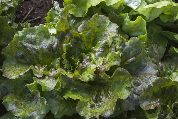 Lactuca Sativa Var Knuspriger Grüner Schmetterlingssalat Der Nutzgarten Wächst — Stockfoto