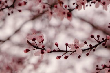 Kirazlı erik (Prunus cerasifera) pembe çiçekler açıyor