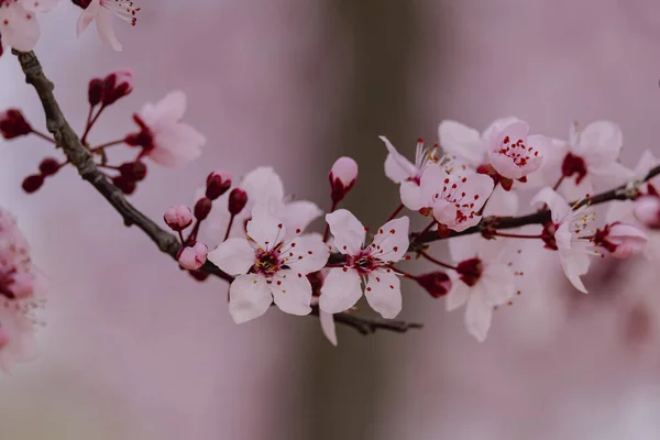 Kirazlı Erik Prunus Cerasifera Pembe Çiçekler Açıyor — Stok fotoğraf