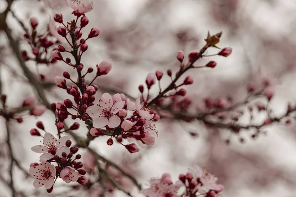 Kirazlı Erik Prunus Cerasifera Pembe Çiçekler Açıyor — Stok fotoğraf