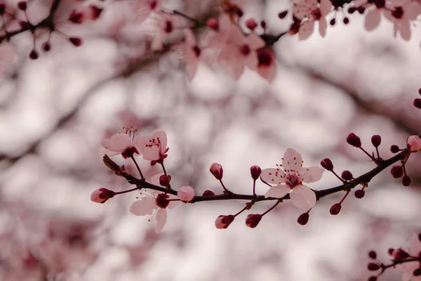 Вишнева Слива Prunus Cerasifera Квітучі Рожеві Квіти — стокове фото
