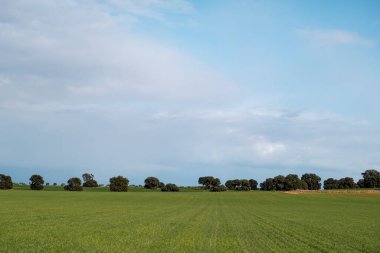 La Mancha, İspanya 'da yeşil ekili tarla