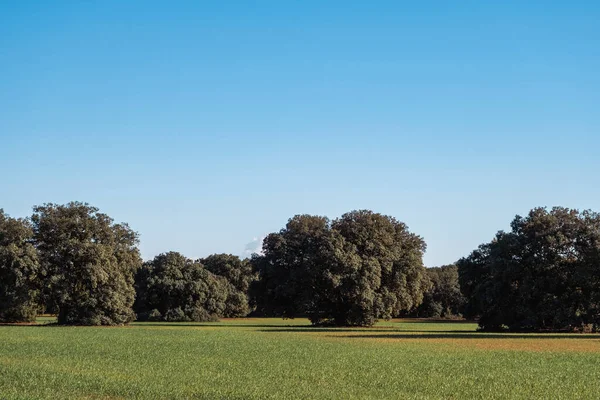 Holm Oak Trees Boschetto Campo Seminato Verde Mancha Spagna — Foto Stock