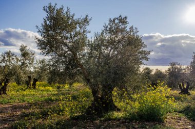 İlkbaharda açan sarı çiçeklerle zeytin ağaçları (Olea europaea) tarlası 