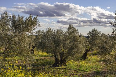 İlkbaharda açan sarı çiçeklerle zeytin ağaçları (Olea europaea) tarlası