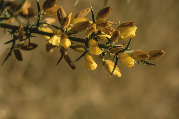 Звичайна Ущелина Ulex Europaeus Жовті Квіти — стокове фото