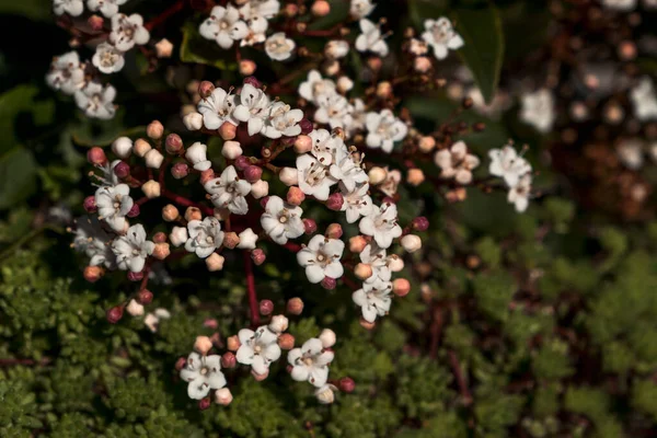 Laurustinus Viburnum Tinus Małe Różowe Pąki Kwiatowe Kwitnące — Zdjęcie stockowe