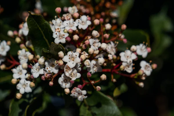 Laurustinus Viburnum Tinus Kleine Witte Bloemen — Stockfoto